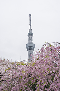 桜とスカイツリーのフリー写真素材