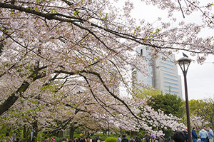 隅田公園の花見のフリー写真素材