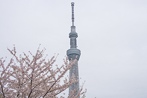 桜とスカイツリーのフリー写真素材