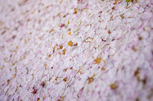 桜筏のフリー写真素材