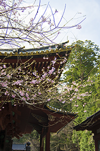 桜と神社のフリー写真素材