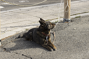 犬の商用利用可フリー写真素材4743 フォトック