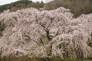 しだれ桜のフリー写真素材