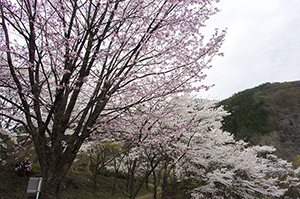 渡良瀬公園の桜のフリー写真素材