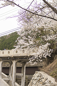 渡良瀬橋と桜のフリー写真素材