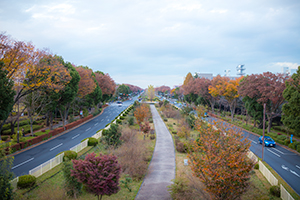 昭和記念公園から見る都道153号のフリー写真素材