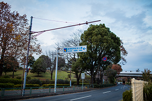 昭和記念公園付近の都道153号のフリー写真素材
