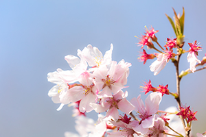 桜の花びらのフリー写真素材