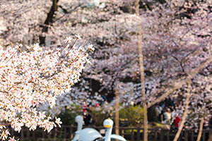 井の頭公園の桜とスワンボートのフリー写真素材