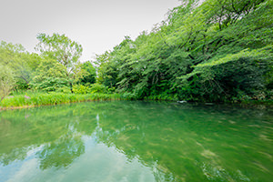 姿見の池のフリー写真素材