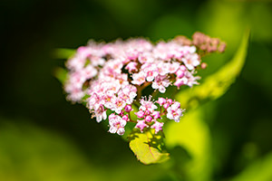 花のフリー写真素材