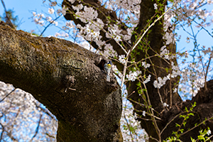 桜と鳥のフリー写真素材