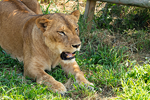 ライオンのフリー写真素材