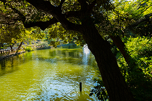 石神井公園のフリー写真素材
