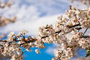 桜のフリー写真素材