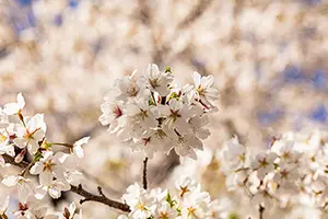 桜のフリー写真素材