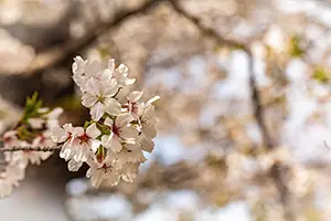 桜のフリー写真素材