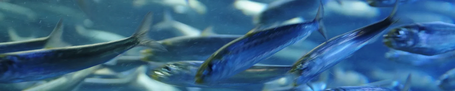 魚のフリー写真素材