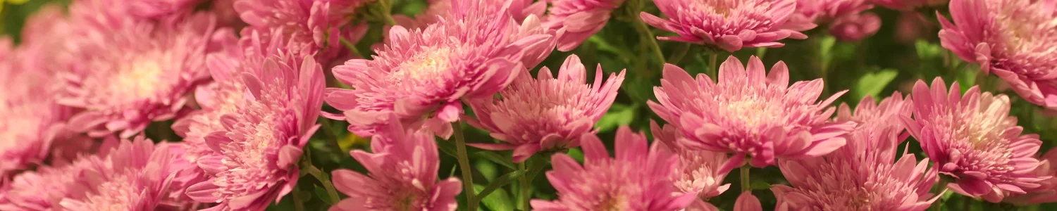 菊のフリー写真素材